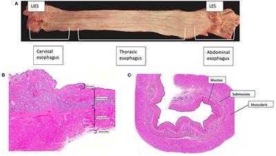 A Comparative Assessment of the Diagnosis of Swallowing Impairment and Gastroesophageal Reflux in Canines and Humans